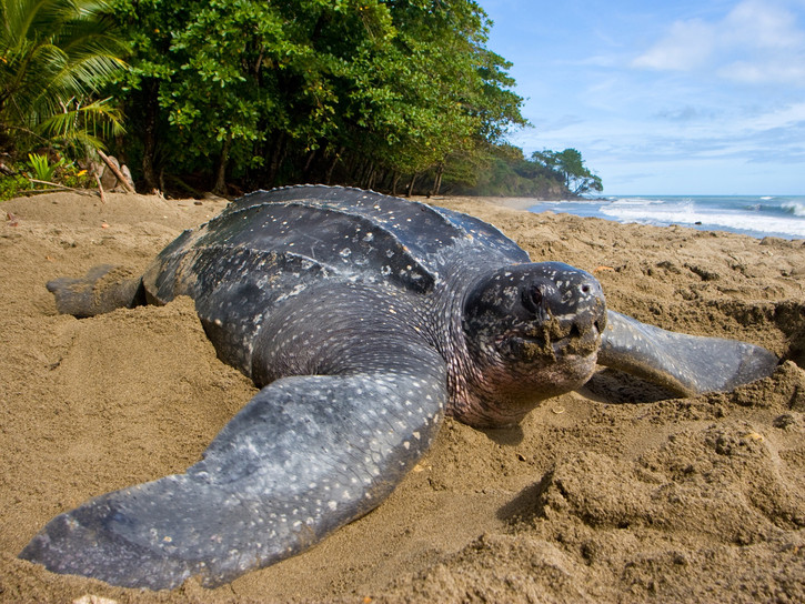 rùa da (Dermochelys coriacea) là loài lớn nhất trong họ nhà rùa. Biển Đông của Việt Nam là một trong những nơi sinh sống của loài rùa này.