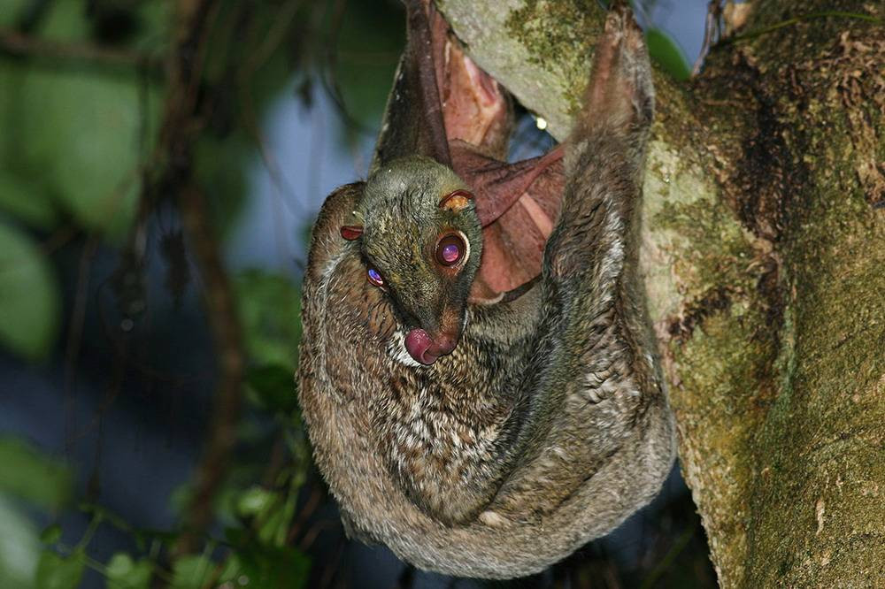 Chồn bay (Cynocephalus variegatus) là một loài thú lạ lùng ở Việt Nam. Với “cánh” màng da nối các chi với nhau, chúng có thể lượn từ thân cây này sang thân cây khác điệu nghệ. Chúng cũng có thể xem như loài thú “có túi” duy nhất ở Việt Nam với khả năng nuôi con trong chiếc túi trên bụng.