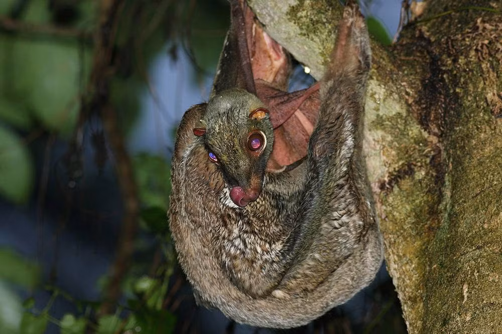 Chồn bay (Cynocephalus variegatus) là một loài thú lạ lùng ở Việt Nam. Với “cánh” màng da nối các chi với nhau, chúng có thể lượn từ thân cây này sang thân cây khác điệu nghệ. Chúng cũng có thể xem như loài thú “có túi” duy nhất ở Việt Nam với khả năng nuôi con trong chiếc túi trên bụng.