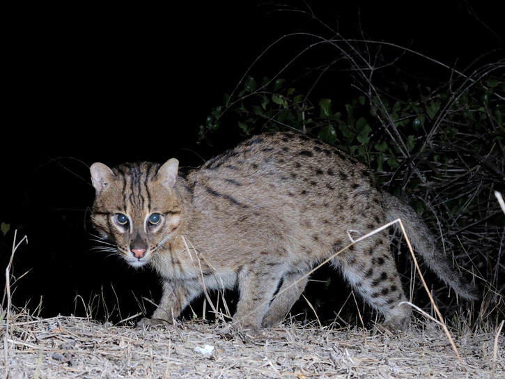 Mèo bắt cá hay mèo cá (Prionailurus viverrinus) là một loài mèo rừng bơi giỏi, sống dọc các sông, suối và đầm lầy ở miền Nam Việt Nam. Tình trạng săn bắt quá mức, sự huỷ hoại các sinh cảnh ngập nước làm cho loài này có nguy cơ tuyệt chủng.