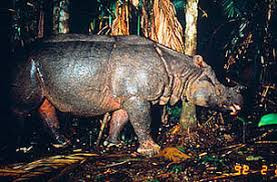 Được coi là một trong những loài quý hiếm nhất trên hành tinh, tê giác Java trở thành mục tiêu của những kẻ săn mồi cho những “giá trị” mà sừng tê giác mang lại. Thực tế này cộng với việc mở rộng lãnh thổ của con người đang đẩy loài tê giác quý hiếm đến bên bờ vực tuyệt chủng.