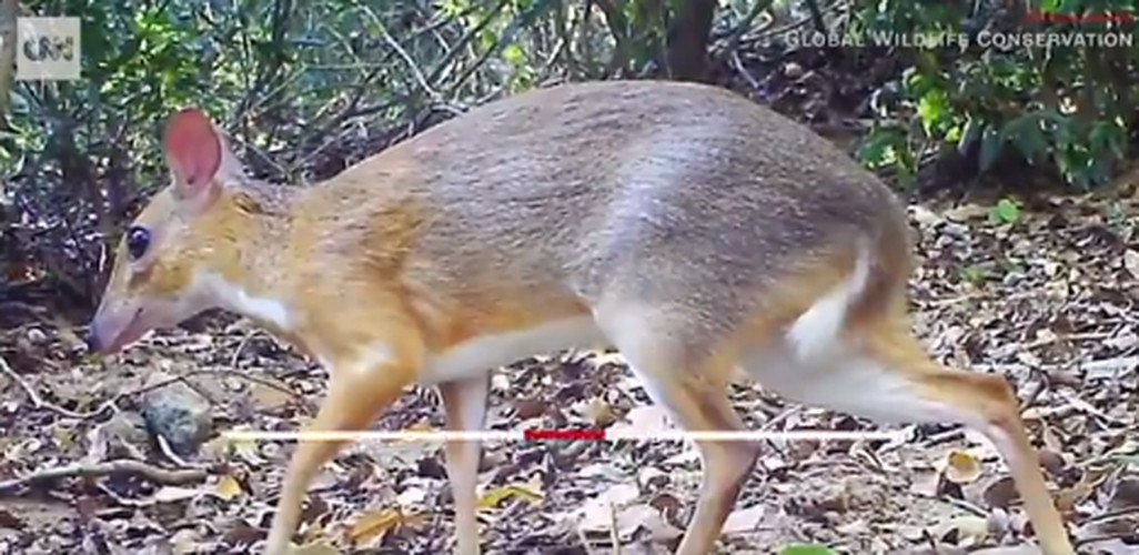 Loài cheo cheo lưng bạc, động vật móng guốc nhỏ nhất thế giới được cho là tuyệt chủng suốt 30 năm qua vừa được ghi nhận xuất hiện ở Việt Nam. Với cộng đồng khoa học, việc phát hiện ra cheo cheo lưng bạc được đánh giá là một tái khám phá. Đây được xem là bước đầu tiên để đảm bảo rằng chúng ta không mất đi loài này một lần nữa và các nhà nghiên cứu có thể nhanh chóng tìm cách để bảo vệ chúng tốt nhất.