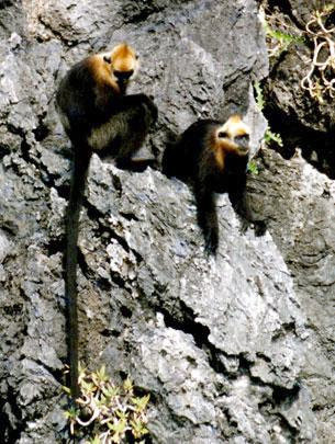 Voọc Cát Bà (Trachypithecus poliocephalus) chỉ phân bố tại đảo Cát Bà của Việt Nam với số lượng không đến 100 cá thể.