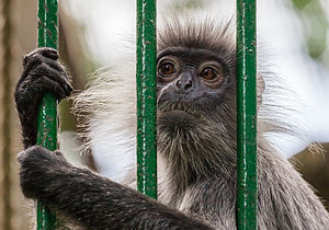 Nguyên nhân số lượng cá thể loài này giảm mạng là do nơi cư trú bị xâm hại, rừng bị chặt phá, diện tích rừng tự nhiên bị thu hẹp và đây là đối tượng săn bắt để nấu cao, buôn bán và xuất khẩu.