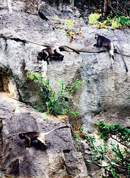 Voọc bạc Đông Dương, hay còn gọi là voọc bạc Trường Sơn hay còn gọi đơn giản là voọc bạc hay voọc mào, có tên khoa học là Trachypithecus germaini caudalis.