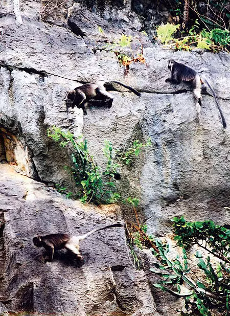 Voọc bạc Đông Dương, hay còn gọi là voọc bạc Trường Sơn hay còn gọi đơn giản là voọc bạc hay voọc mào, có tên khoa học là Trachypithecus germaini caudalis.