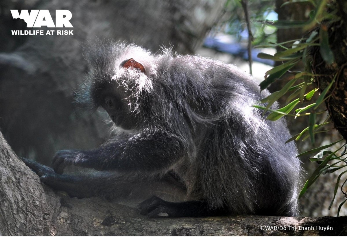 Trên đầu loài sinh vật này có lông mọc dài thành chóp nhọn (Chiếc mào trên đầu gần như nhọn), lông trên đỉnh đầu có màu tối xám, chóp lông màu xám nhạt hay vàng nhạt, mặt màu đen không có vòng tròn trắng, xung quanh khóe mắt, tay và chân đen. Chân tay dài, đuôi dài, phần dưới đuôi có màu hơi vành nhạt, đuôi dài, lông màu bạc đến đen.