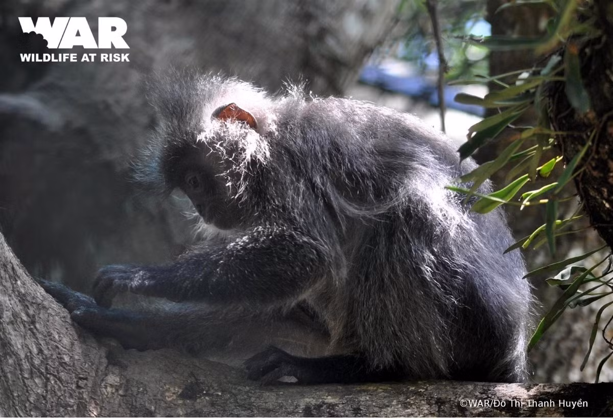 Trên đầu loài sinh vật này có lông mọc dài thành chóp nhọn (Chiếc mào trên đầu gần như nhọn), lông trên đỉnh đầu có màu tối xám, chóp lông màu xám nhạt hay vàng nhạt, mặt màu đen không có vòng tròn trắng, xung quanh khóe mắt, tay và chân đen. Chân tay dài, đuôi dài, phần dưới đuôi có màu hơi vành nhạt, đuôi dài, lông màu bạc đến đen.