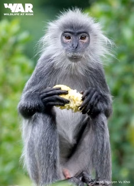 Loài này có thân hình thon nhỏ, toàn thân lông màu xám, chúng có bộ lông màu sẫm (màu xám sẫm), chân lông màu trắng, trông giống như tóc bạc của người.