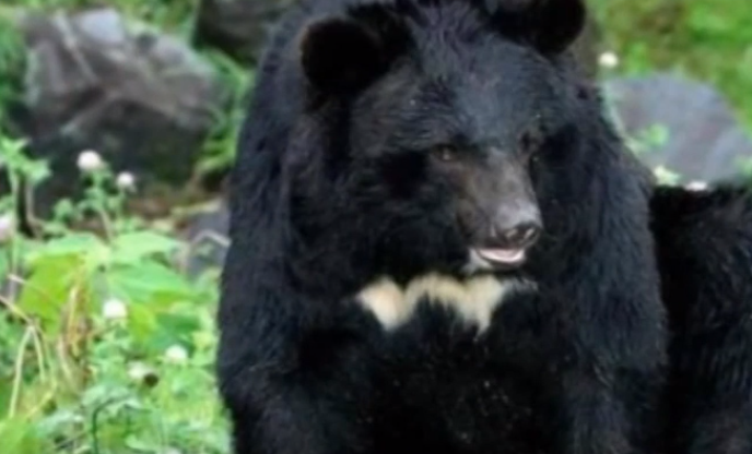 Gấu ngựa, có tên khoa học là Ursus thibetanus hay Ursus tibetanus, còn được biết đến với tên gọi Gấu đen Tây Tạng, Gấu đen Himalaya, hay gấu đen châu Á.
