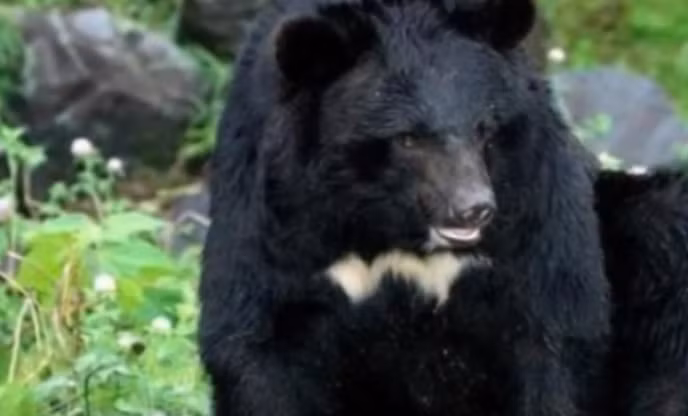 Gấu ngựa, có tên khoa học là Ursus thibetanus hay Ursus tibetanus, còn được biết đến với tên gọi Gấu đen Tây Tạng, Gấu đen Himalaya, hay gấu đen châu Á.