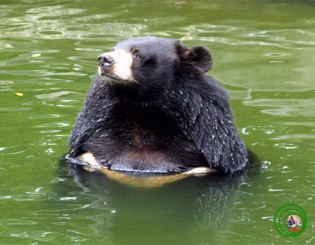 Đây là loài thú cỡ lớn, nặng 80 -180kg (trong nuôi nhốt có thể 200kg). Gấu ngựa có dáng thân thô béo, trán rộng, tai tròn; chân trước và chân sau có 5 ngón; vuốt khoẻ nhọn và cong; đi bằng bàn; bàn chân sau dài có gót gần giống dấu bàn chân người. Bộ lông dài thô mầu đen tuyền, lông hai bên cổ dài tạo thành bờm.