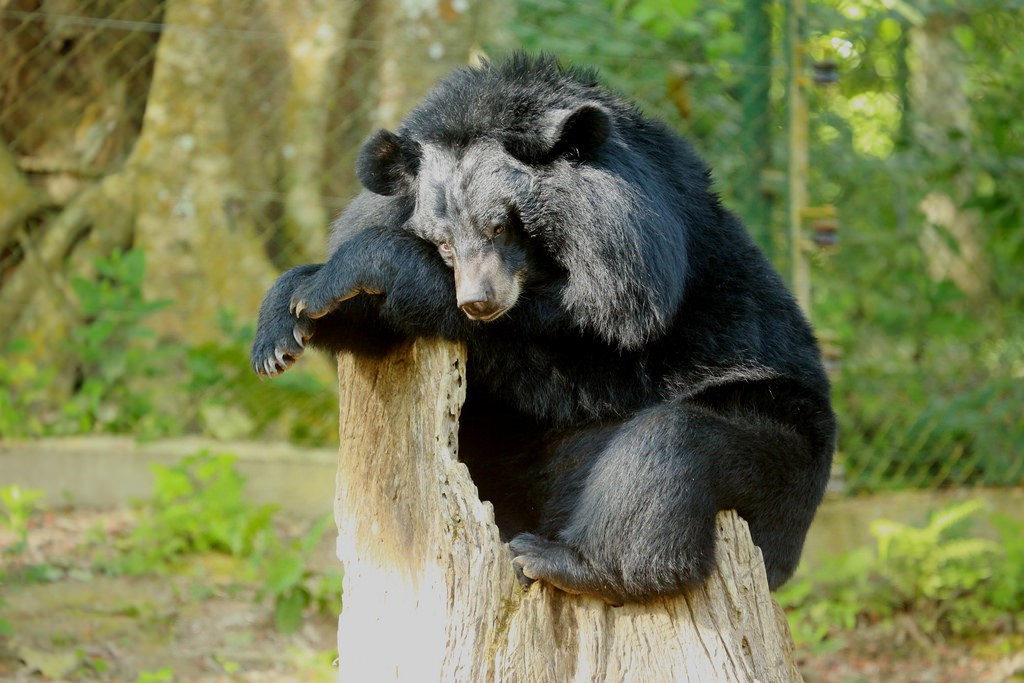 Gấu ngựa có khu vực sinh sống trải rộng từ đông sang tây châu Á. Ở Việt Nam, gấu ngựa phân bố ở các tỉnh như Lâm Đồng, Tuyên Quang, Nghệ An, Quảng Trị...