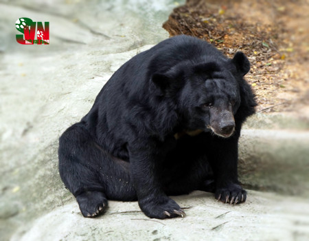 Gấu ngựa là loài ăn tạp, chúng ăn các loại thức ăn như hoa quả, quả mọng, cỏ, hạt, quả hạch, động vật thân mềm, mật ong và thịt (cá, chim, động vật gặm nhấm cũng như các động vật có vú nhỏ hay xác súc vật).