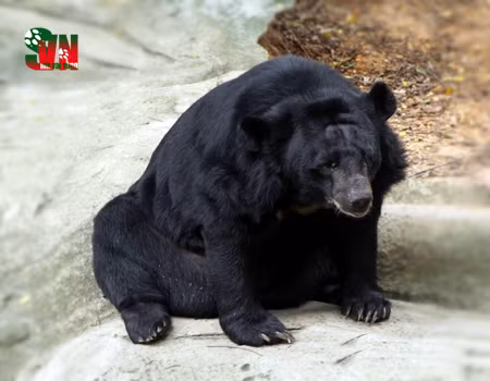 Gấu ngựa là loài ăn tạp, chúng ăn các loại thức ăn như hoa quả, quả mọng, cỏ, hạt, quả hạch, động vật thân mềm, mật ong và thịt (cá, chim, động vật gặm nhấm cũng như các động vật có vú nhỏ hay xác súc vật).