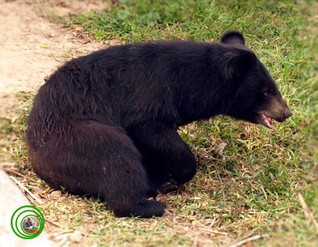 Gấu ngựa còn được biết đến như là những con thú rất hung hăng đối với con người (hơn nhiều so với gấu đen Mỹ), có nhiều ghi chép về các cuộc tấn công gây thương vong của gấu ngựa. Điều này có lẽ chủ yếu là do gấu ngựa sống gần với con người và tấn công khi nó bị giật mình.