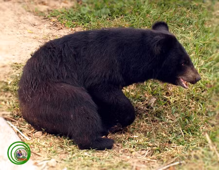 Gấu ngựa còn được biết đến như là những con thú rất hung hăng đối với con người (hơn nhiều so với gấu đen Mỹ), có nhiều ghi chép về các cuộc tấn công gây thương vong của gấu ngựa. Điều này có lẽ chủ yếu là do gấu ngựa sống gần với con người và tấn công khi nó bị giật mình.