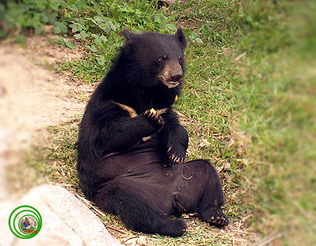 Gấu ngựa có chiều dài khoảng 1,30 - 1,90 m. Con đực cân nặng khoảng 110 – 150 kg còn con cái nhẹ hơn, khoảng 65 – 90 kg. Tuổi thọ của gấu khoảng 25 năm.