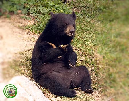 Gấu ngựa có chiều dài khoảng 1,30 - 1,90 m. Con đực cân nặng khoảng 110 – 150 kg còn con cái nhẹ hơn, khoảng 65 – 90 kg. Tuổi thọ của gấu khoảng 25 năm.