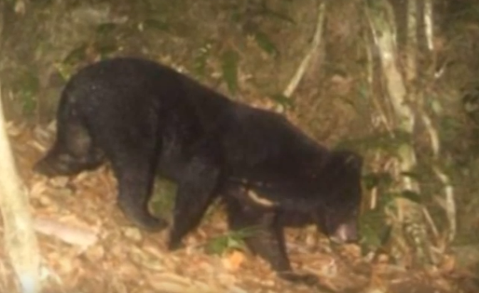 Loài gấu quý hiếm ở Việt Nam là gấu ngựa đang đứng trước nguy cơ bị tuyệt chủng. Quần thể gấu trong tự nhiên ở Việt Nam hiện đã suy giảm nghiêm trọng, chủ yếu do hoạt động buôn bán các bộ phận cơ thể gấu, đặc biệt là túi mật sử dụng cho mục đích làm thuốc đông y.