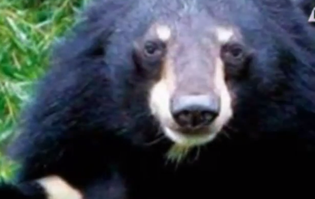 Tại Việt Nam nạn săn bắt gấu ngựa để lấy mật gấu đã gây ra nạn hàng trăm con gấu bị nhốt trong cũi và đặt ống vào bụng để rút mật. Ước tính vào năm 2005 là Việt Nam có 4.500 con gấu nuôi trong cũi với mục đích này. Song vì giá mật ngày càng giảm, chủ nuôi không có lời nên hàng trăm con bị bỏ đói cho chết, rồi đem xẻ thịt.