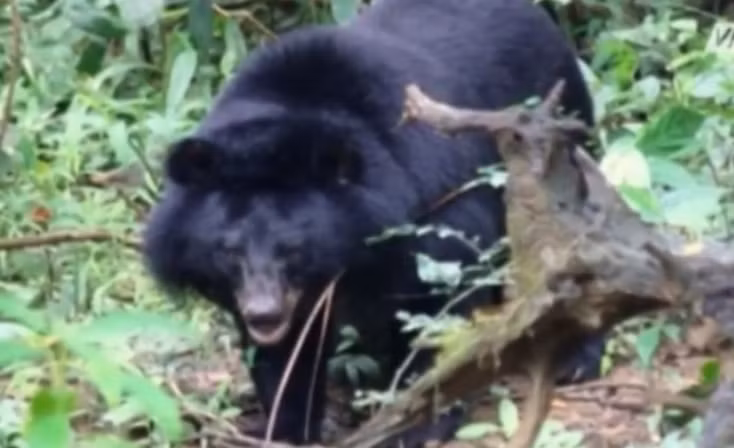 Các hoạt động khai thác mật gấu tồn tại ở Việt Nam thường bất chấp luật pháp ngăn cấm vì rất nhiều nguyên nhân, như quan niệm chích hút và sử dụng mật gấu không phải là một hành động trái đạo đức, hay xuất phát từ truyền thống văn hóa và quan niệm lâu đời về công dụng chữa bệnh của mật gấu. Để bảo tồn loài gấu quý hiếm này, cơ quan chức năng cần vào cuộc và bản thân mỗi người dân phải ý thức tầm quan trọng của việc bảo tồn các quần thể động vật quý hiếm.