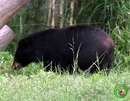 Ngực có yếm hình chữ V mầu vàng nhạt hoặc trắng bẩn. Đuôi rất ngắn, không thò ra khỏi bộ lông.