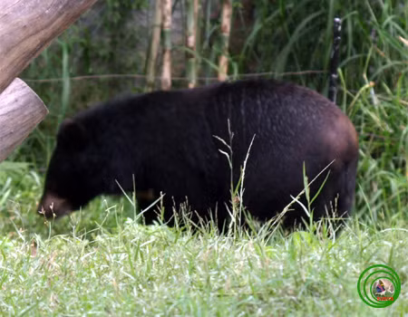 Ngực có yếm hình chữ V mầu vàng nhạt hoặc trắng bẩn. Đuôi rất ngắn, không thò ra khỏi bộ lông.
