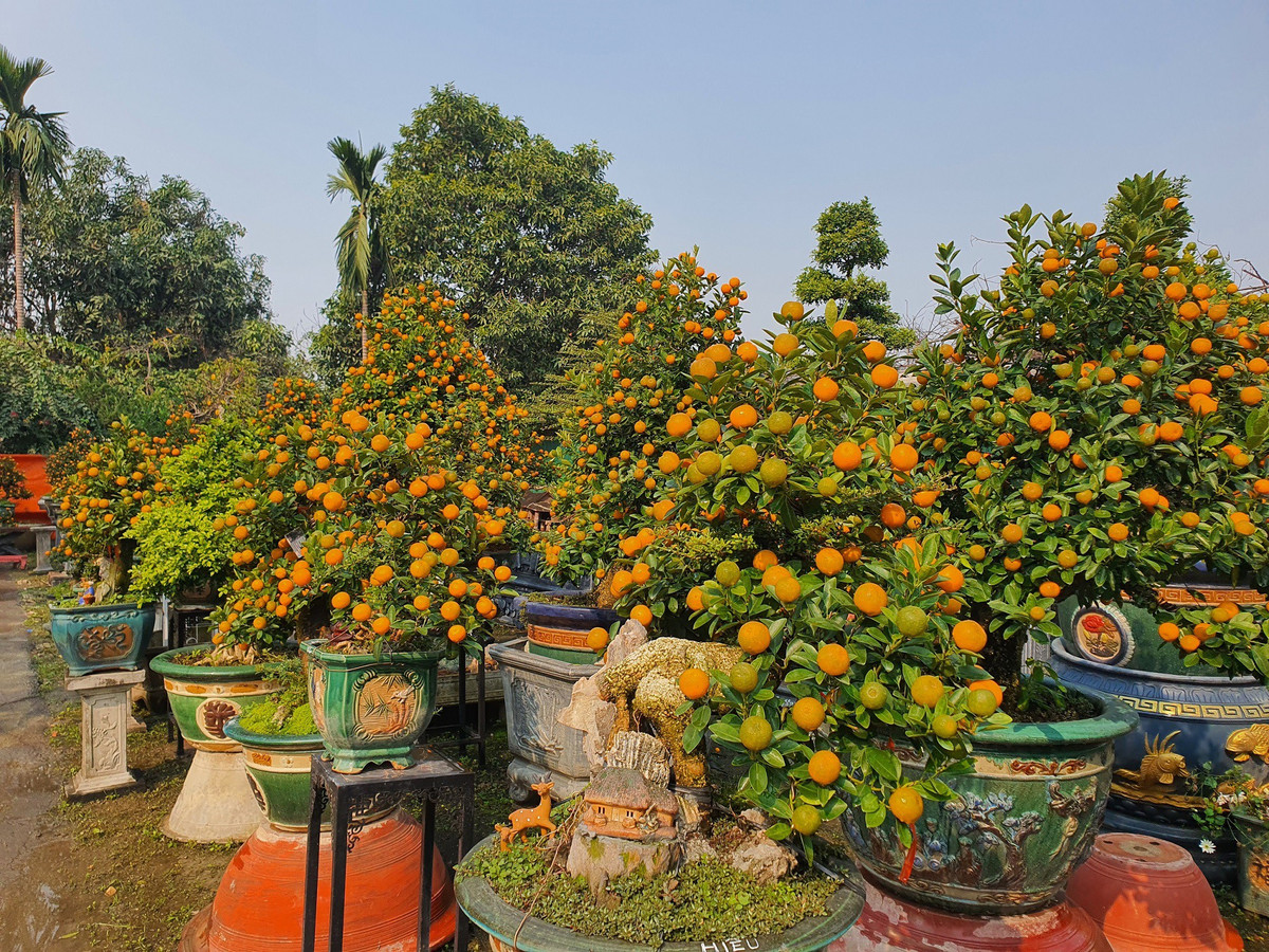 Vườn quất độc lạ tiền tỷ, chưa đến Tết khách đã đặt hàng ảnh 2