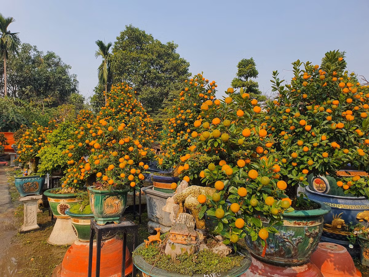 Vườn quất độc lạ tiền tỷ, chưa đến Tết khách đã đặt hàng ảnh 2