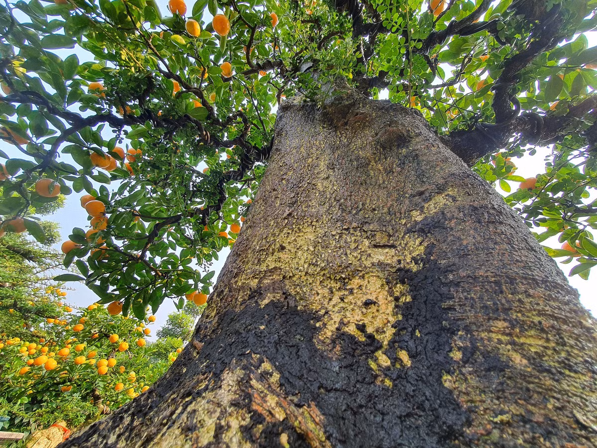 Vườn quất độc lạ tiền tỷ, chưa đến Tết khách đã đặt hàng ảnh 4