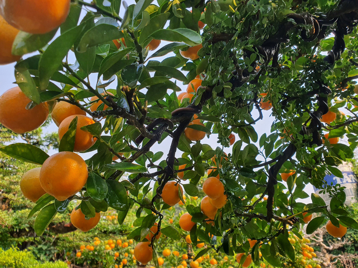 Vườn quất độc lạ tiền tỷ, chưa đến Tết khách đã đặt hàng ảnh 3