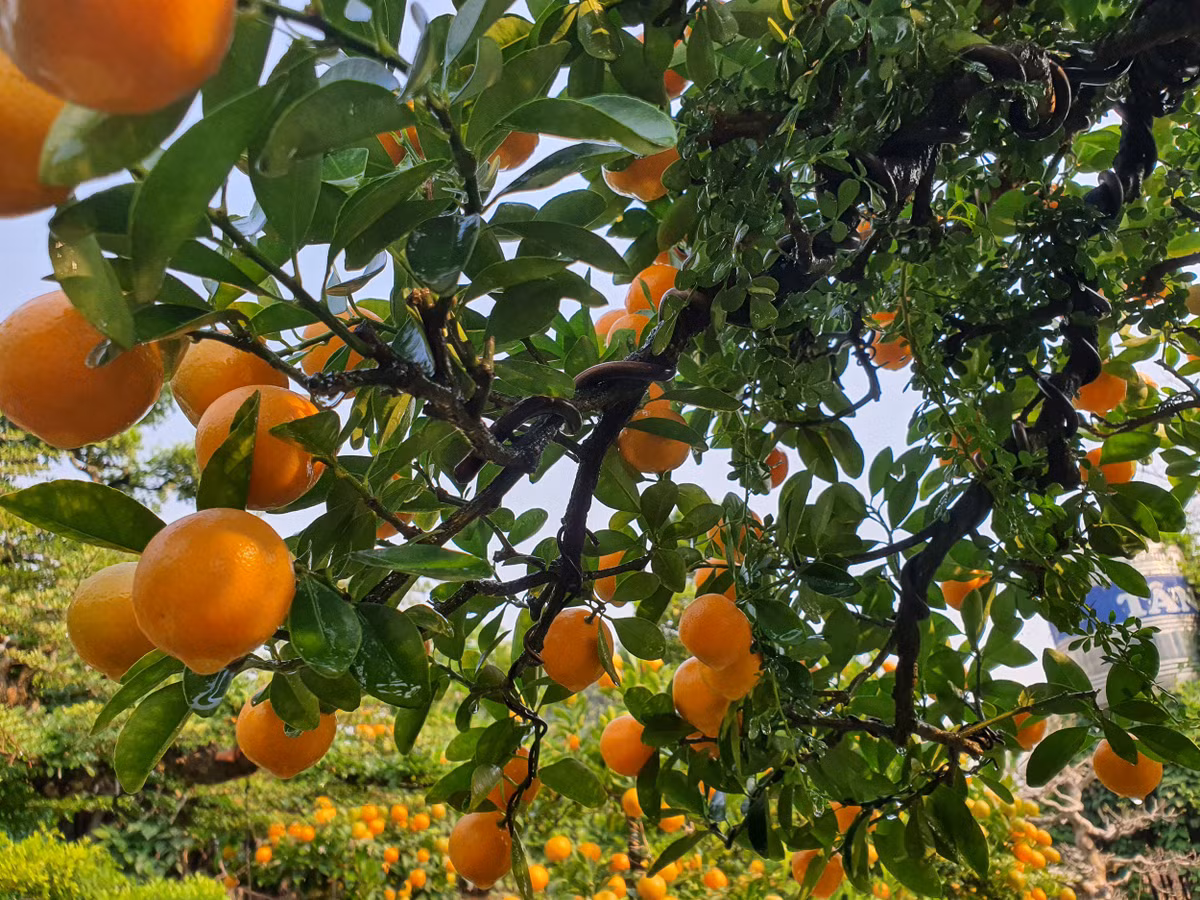 Vườn quất độc lạ tiền tỷ, chưa đến Tết khách đã đặt hàng ảnh 3