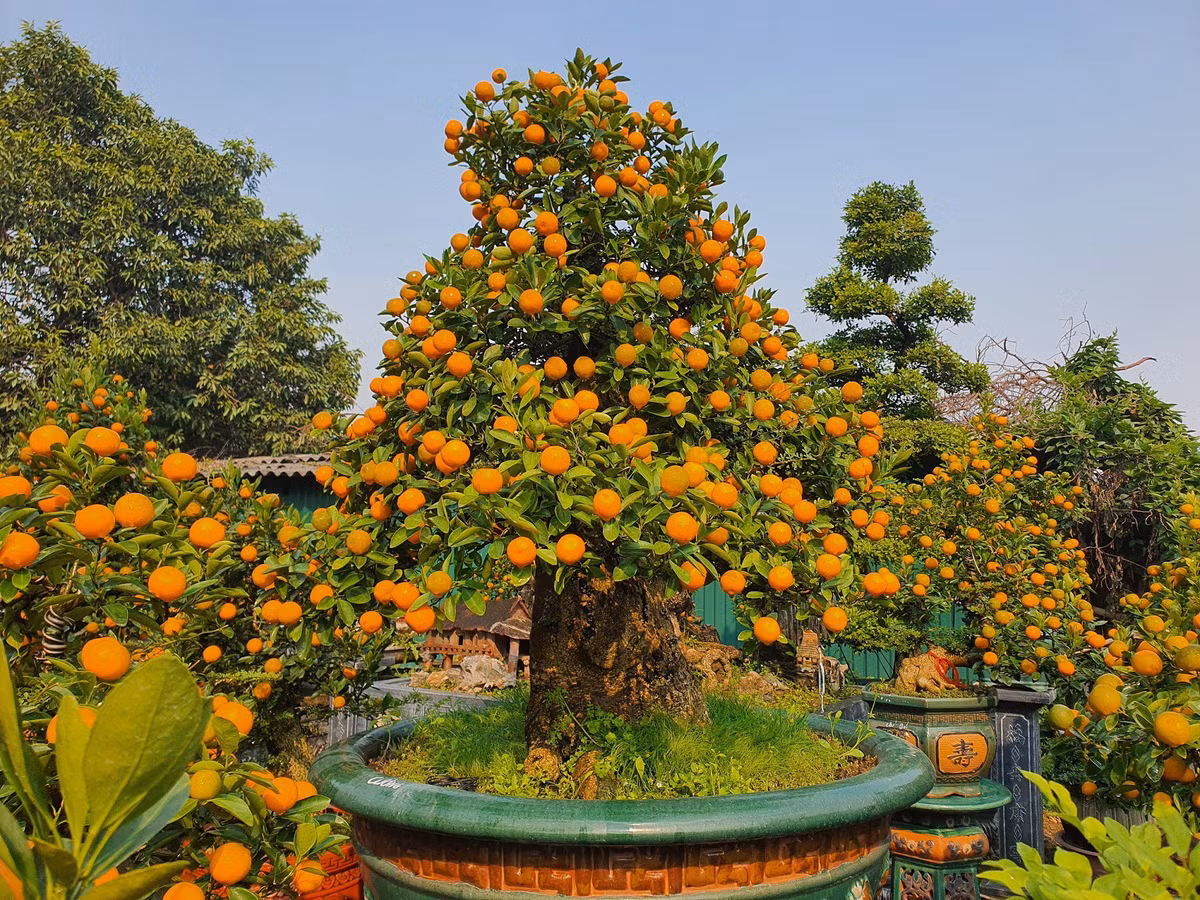 Vườn quất độc lạ tiền tỷ, chưa đến Tết khách đã đặt hàng ảnh 1
