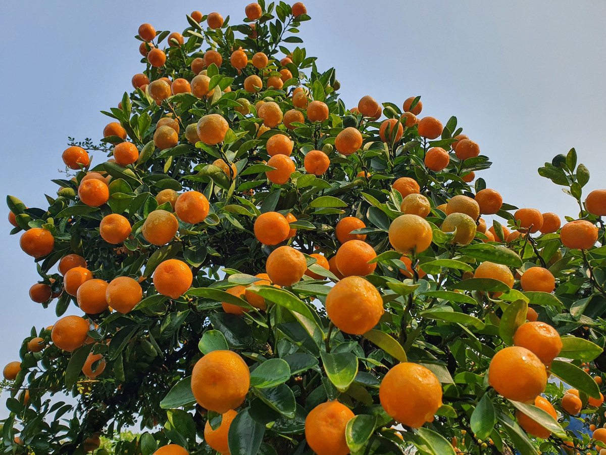 Vườn quất độc lạ tiền tỷ, chưa đến Tết khách đã đặt hàng ảnh 14