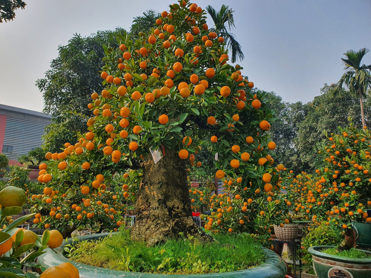 Vườn quất độc lạ tiền tỷ, chưa đến Tết khách đã đặt hàng ảnh 9