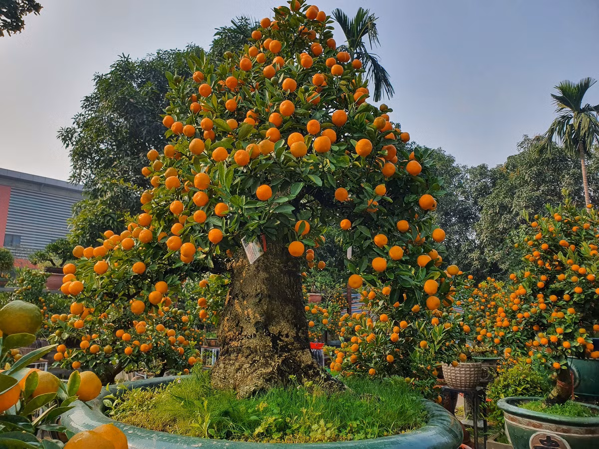 Vườn quất độc lạ tiền tỷ, chưa đến Tết khách đã đặt hàng ảnh 9