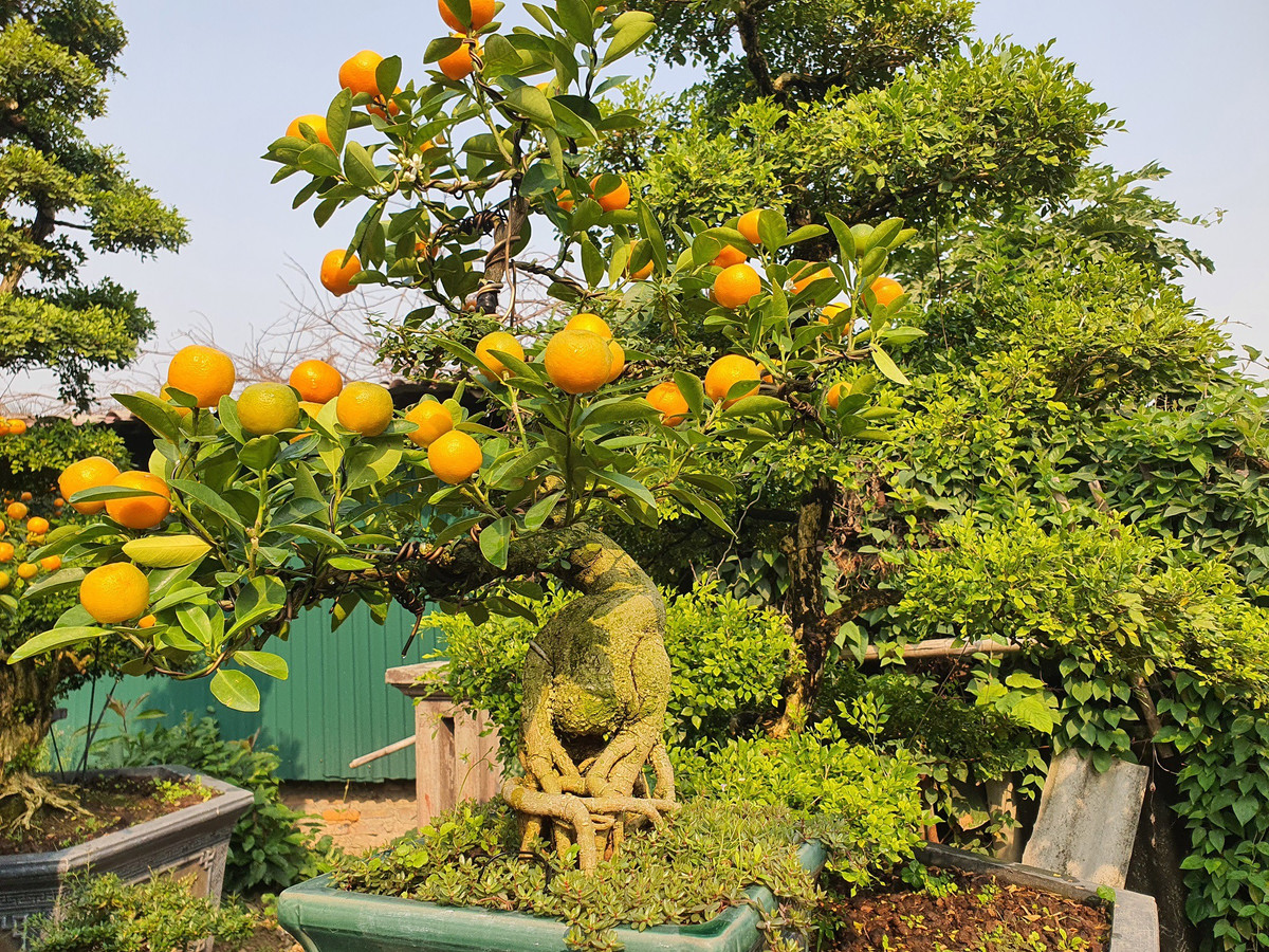 Vườn quất độc lạ tiền tỷ, chưa đến Tết khách đã đặt hàng ảnh 10