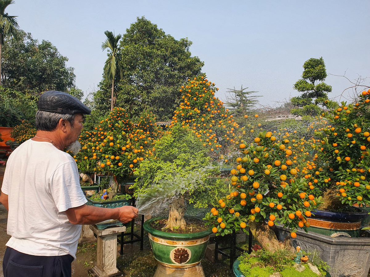 Vườn quất độc lạ tiền tỷ, chưa đến Tết khách đã đặt hàng ảnh 15