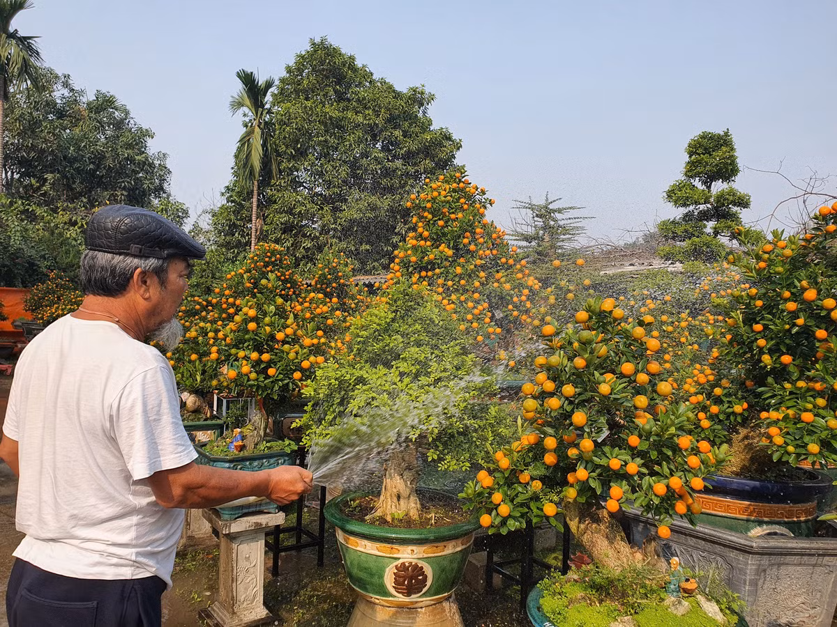 Vườn quất độc lạ tiền tỷ, chưa đến Tết khách đã đặt hàng ảnh 15