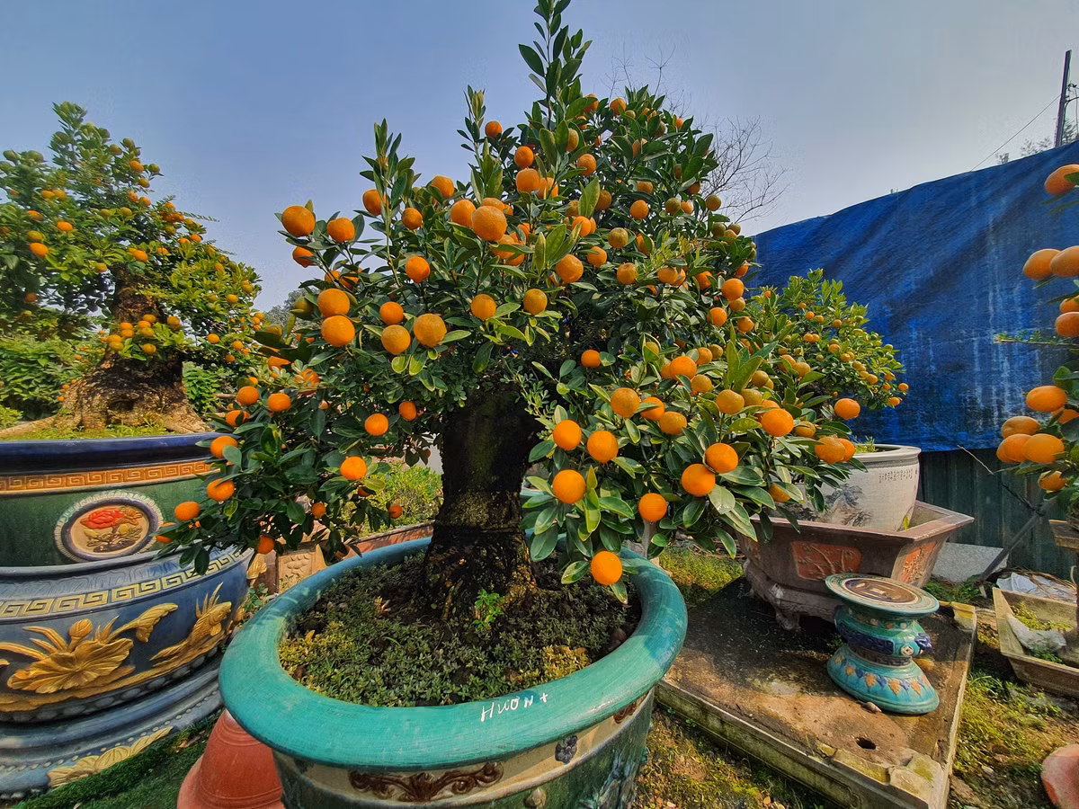 Vườn quất độc lạ tiền tỷ, chưa đến Tết khách đã đặt hàng ảnh 13