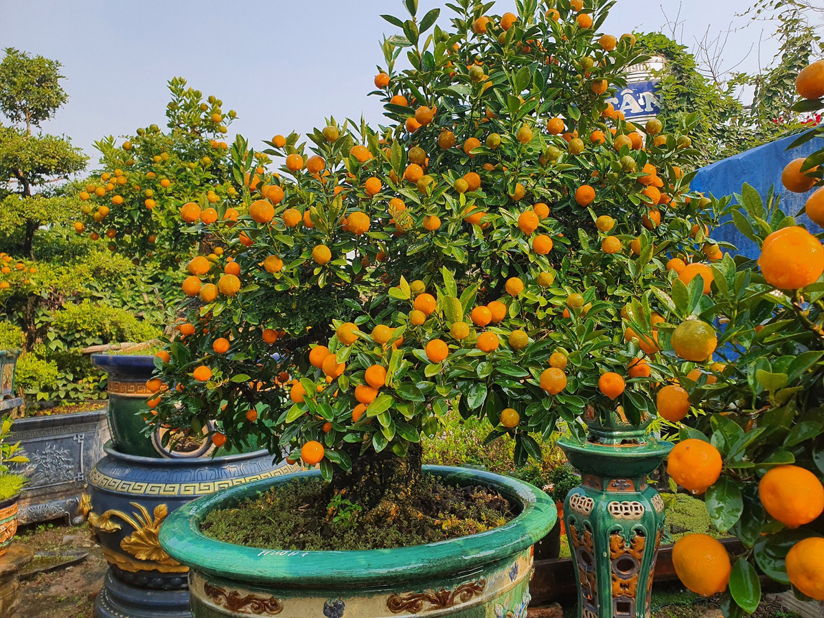 Vườn quất độc lạ tiền tỷ, chưa đến Tết khách đã đặt hàng ảnh 6
