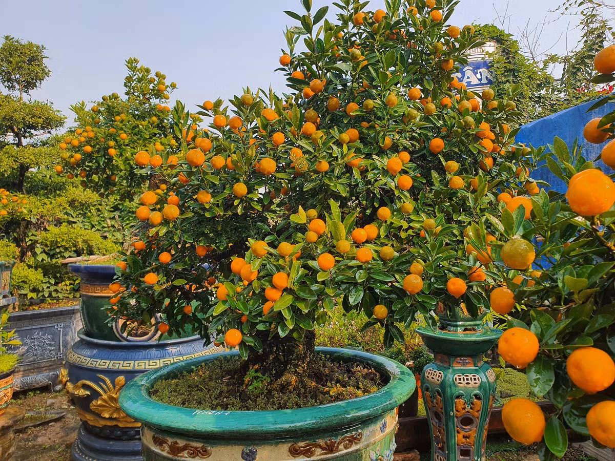 Vườn quất độc lạ tiền tỷ, chưa đến Tết khách đã đặt hàng ảnh 6