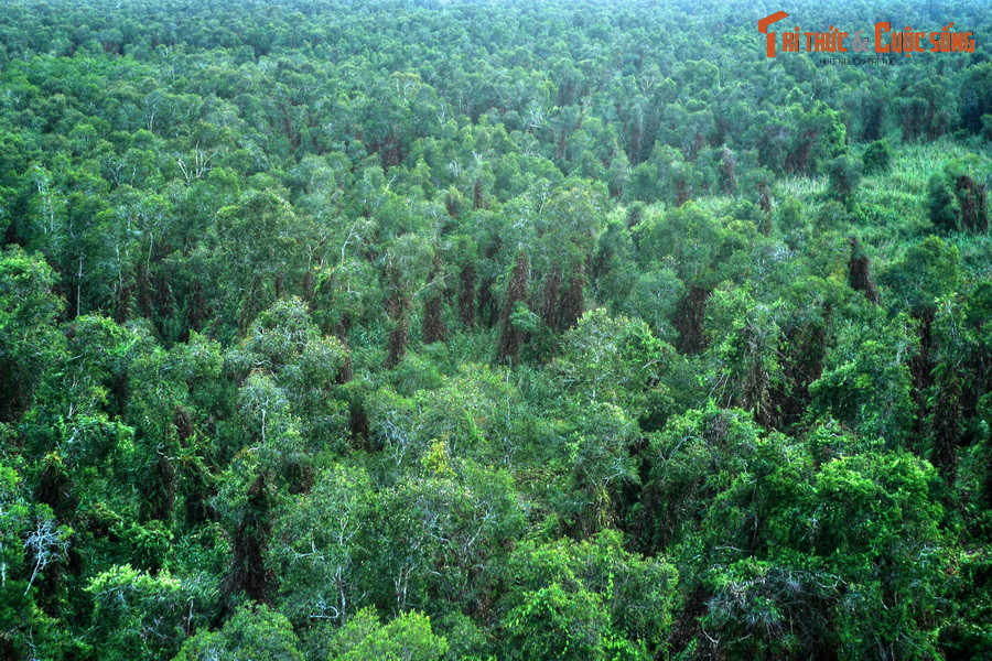 Trên phương diện khoa học, rừng đầm lầy than bùn được coi là kiểu rừng rất đặc thù và độc đáo, được hình thành ở vùng nhiệt đới nóng ẩm, nơi đất úng khiến thực vật chết không bị phân hủy hoàn toàn.