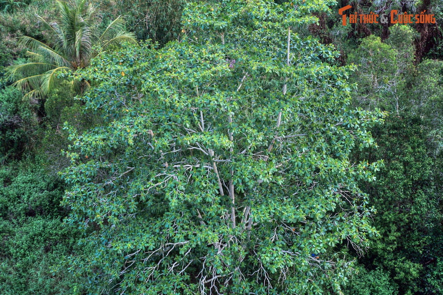 Do quá trình phân hủy chất hữu cơ chậm hơn quá trình tạo ra chất hữu cơ từ sự chết của thực vật nên chất dư thừa sẽ tích tụ dưới dạng than bùn. Theo thời gian, một bể than bùn hình thành dưới nền rừng.