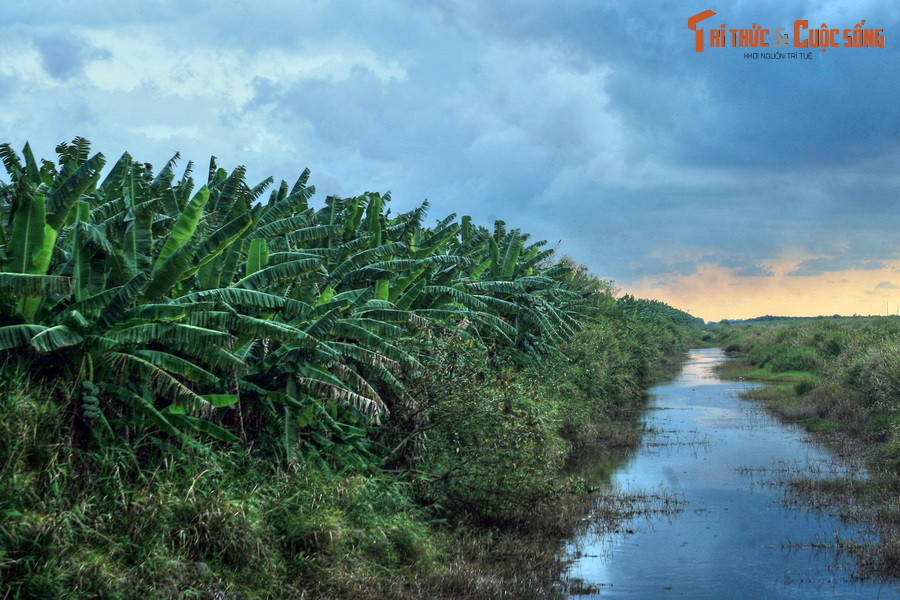 Rừng đầm lầy than bùn thường được bao quanh bởi rừng mưa vùng đất thấp trên đất thoát nước tốt và rừng ngập mặn nước lợ hoặc nước mặn gần bờ biển.