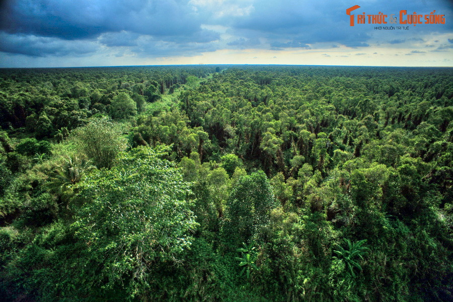 Khu rừng này có diện tích khoảng 2.000 km², được chia thành hai phần, phần trên là Vườn quốc gia U Minh Thượng, phần dưới là Vườn quốc gia U Minh Hạ, được ngăn cách bởi sông Trẹm và sông Cái Tàu.