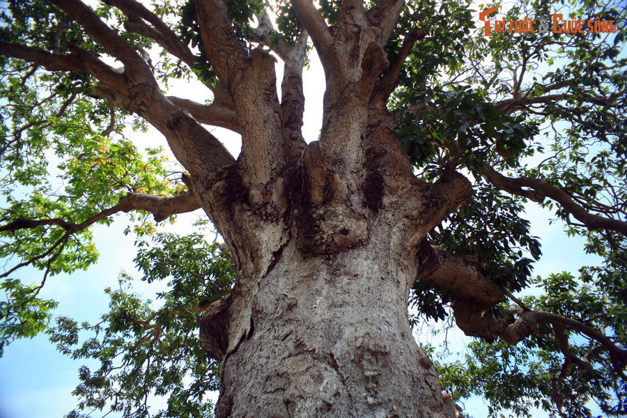  6. Cây xoài cổ thụ 300 tuổi. Xã Vĩnh Trạch Đông cũng là nơi có một cây xoài cổ thụ đã 300 năm, được cho là già nhất và lớn nhất vùng đồng bằng sông Cửu Long. Cây xoài này gắn liền với nghi thức cúng lễ vật cho thần Hổ, một thực hành tín ngưỡng dân gian đã được người dân địa phương tiến hành hàng trăm năm qua.