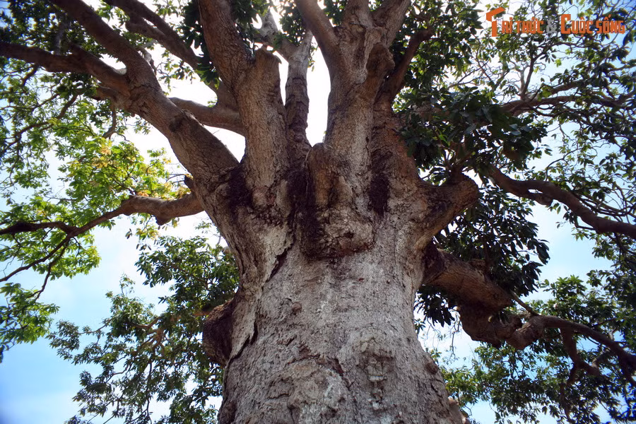  6. Cây xoài cổ thụ 300 tuổi. Xã Vĩnh Trạch Đông cũng là nơi có một cây xoài cổ thụ đã 300 năm, được cho là già nhất và lớn nhất vùng đồng bằng sông Cửu Long. Cây xoài này gắn liền với nghi thức cúng lễ vật cho thần Hổ, một thực hành tín ngưỡng dân gian đã được người dân địa phương tiến hành hàng trăm năm qua.