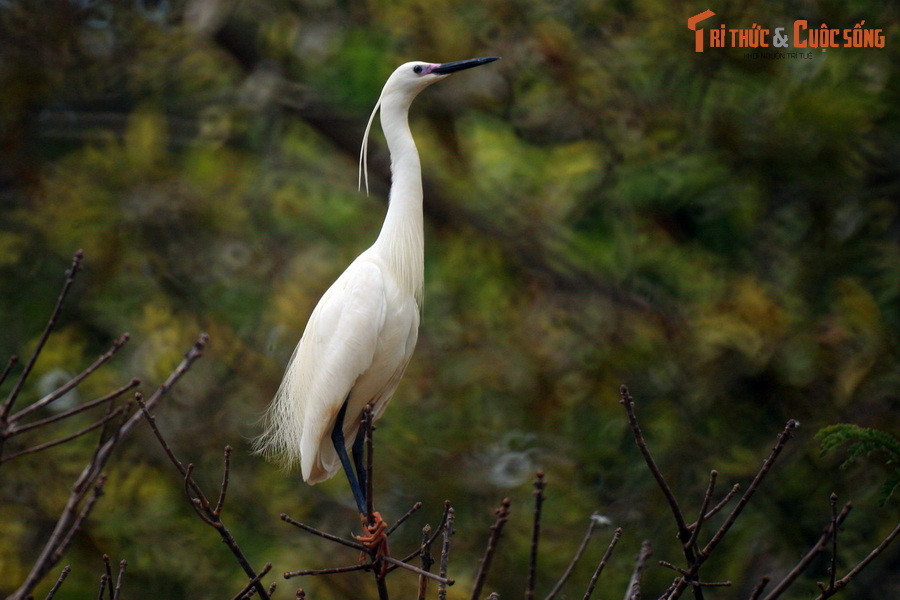  7. Vườn chim Bạc Liêu. Nằm ở phường Trại Mát, TP Bạc Liêu, vườn chim Bạc Liêu là nơi có thảm thực vật rộng lớn và xanh tốt, thu hút khoảng 46 loài chim về trú ngụ, trong đó có nhiều loài nằm trong Sách Đỏ. Tại đây, du khách có thể quan sát đời sống của các loài chim từ một đài quan sát cao nằm giữa vườn.